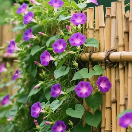 Morning Glory Climbing Vine Seeds for Planting - Climbing Vine with Beautiful Mixed Color Flowers