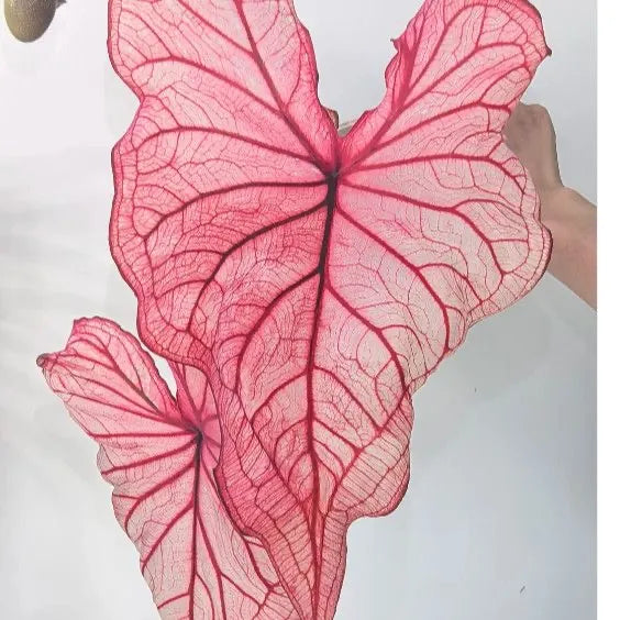 Seeds | Rare Variegated Caladium, Easy-Care Indoor Foliage Plant for Home & Balcony