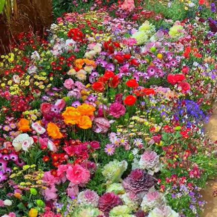 🔥Last day clearance💝Mixed Perennial Flowers Seeds-Over 60 kinds mixed