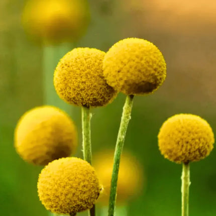 Billy Buttons (Drumsticks) –  Seeds