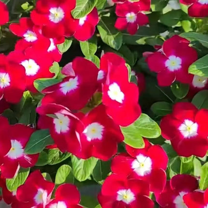 A must-have for beginners—fill your balcony or small courtyard with blooming flowers.