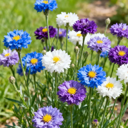 🌱Premium Cornflower Seeds - The"Unstoppable" Wildflower That GrowsAnywhere