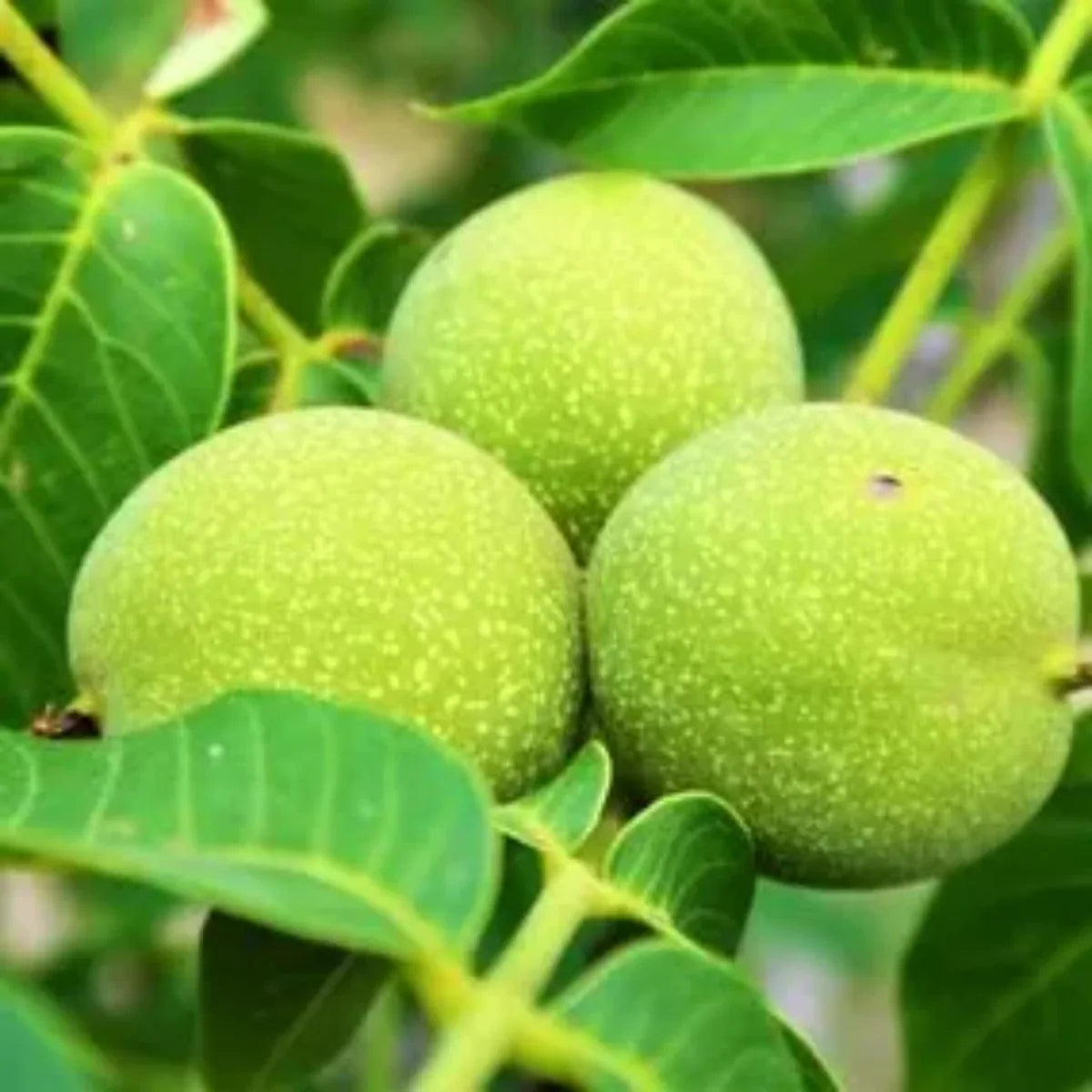 Black Walnut Tree Live Plant – 1 Year Old, 6-12″ Tall