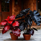 red-black color / 🔥50 Seeds