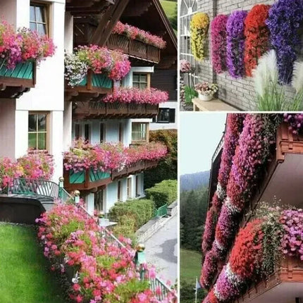 🔥🔥LAST DAY-Graceful Orchid Cascade seeds