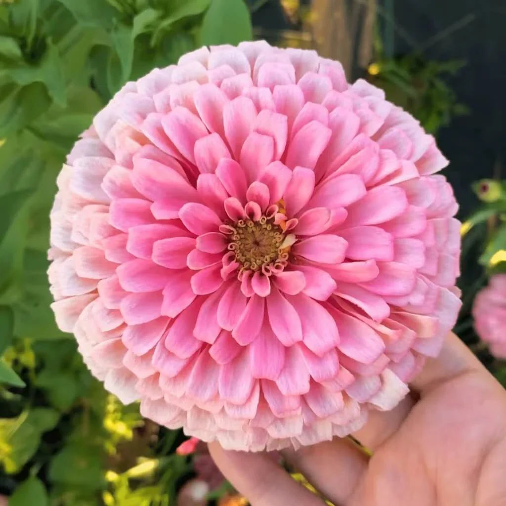 Blushing Bride Zinnia Mix — 50Count 🤍