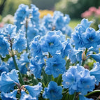 Blue / 🔥🔥6 Bulbs(60% OFF)