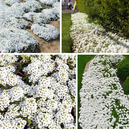 Creeping ThymeHomegrown Seeds Easy toPlant and Grow Non-GMOPerennial Flower PremiumSeeds