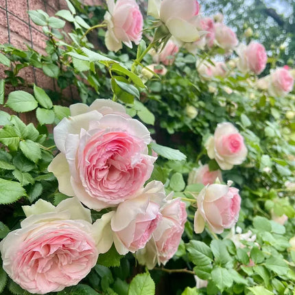 💐Beautiful Climbing Rose Seeds