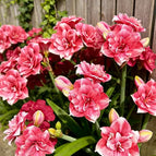 Rose White / 🔥🔥6 Bulbs(60% OFF)