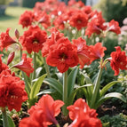 Red / 🔥🔥6 Bulbs(60% OFF)
