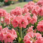 Rose / 🔥🔥6 Bulbs(60% OFF)