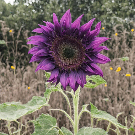 💜Rare purple sunflowers, stunning the entire garden at first glance.