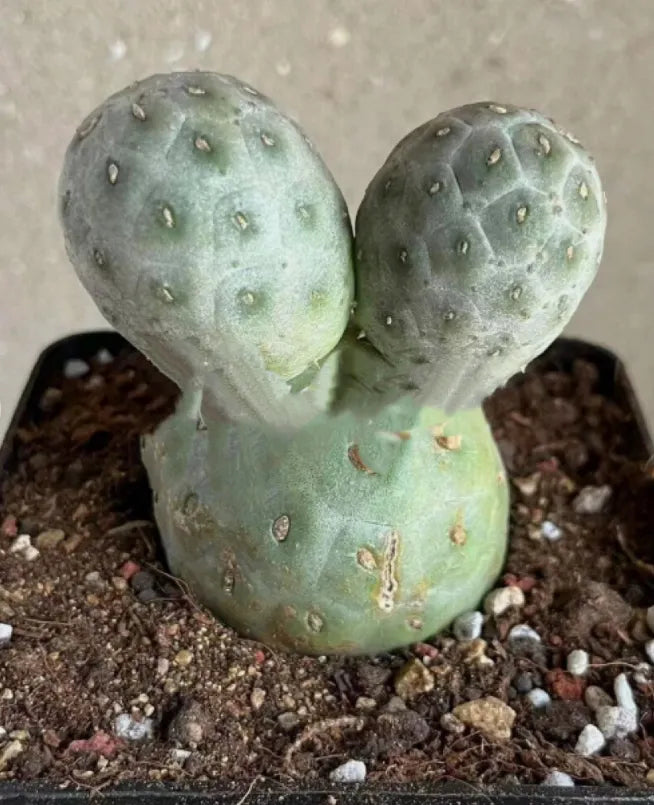 Three balls Tephrocactus geometricus cactus Succulent Home Bonsai