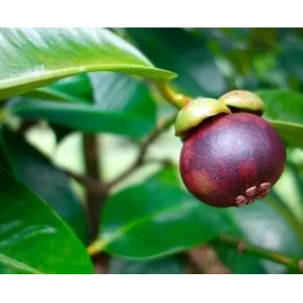 Mangosteen Live Plant Seedling | Tropical Fruit Plant for Home Garden | Purple Mangosteen Sapling