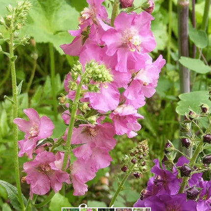 Mullein Mix –  Seeds