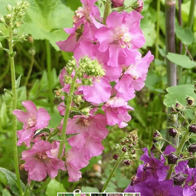 Mullein Mix –  Seeds