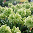 Green / 🔥🔥6 Bulbs(60% OFF)