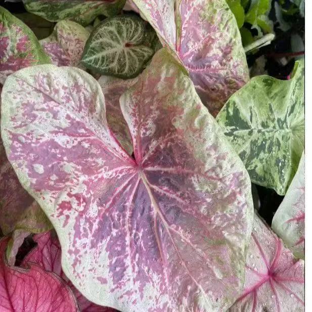 Seeds | Rare Variegated Caladium, Easy-Care Indoor Foliage Plant for Home & Balcony