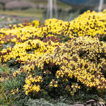 Creeping ThymeHomegrown Seeds Easy toPlant and Grow Non-GMOPerennial Flower PremiumSeeds