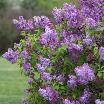 Common Purple Lilac Live Bare Root