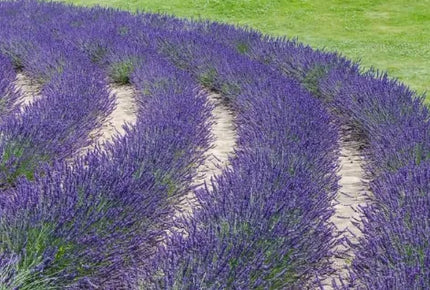 English Lavender