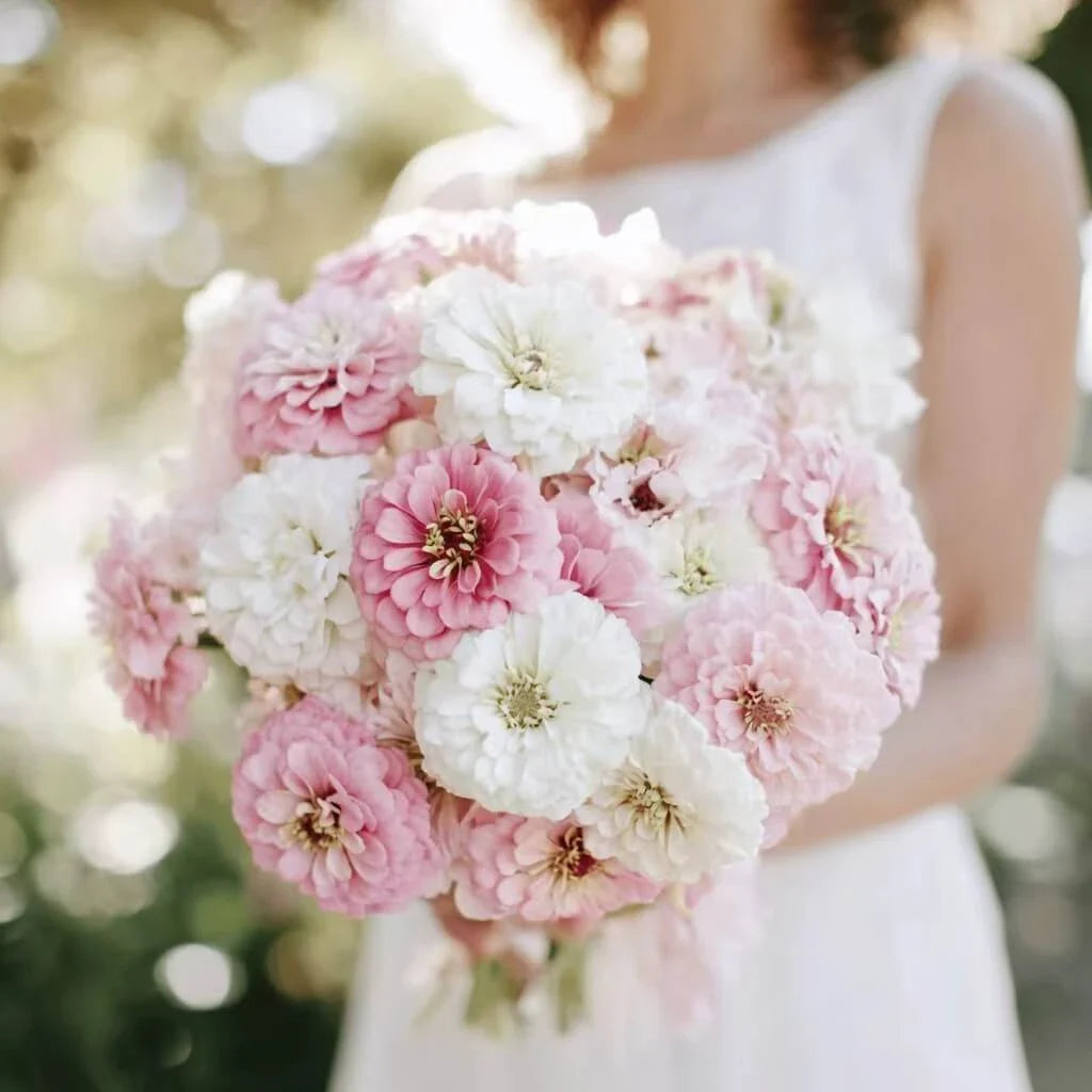 Blushing Bride Zinnia Mix — 50Count 🤍