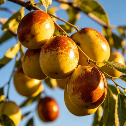 Sweet Red Date TreePlanting  seeds