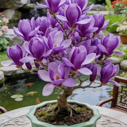 Magnolia liliiflora (Purple Orchids) Bulbs 🌸 Flowers Hide the Leaves, Fragrance Fills the Air