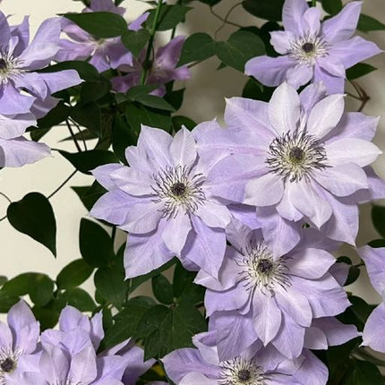 Clematis Seeds- The Queen of Climbing Vines