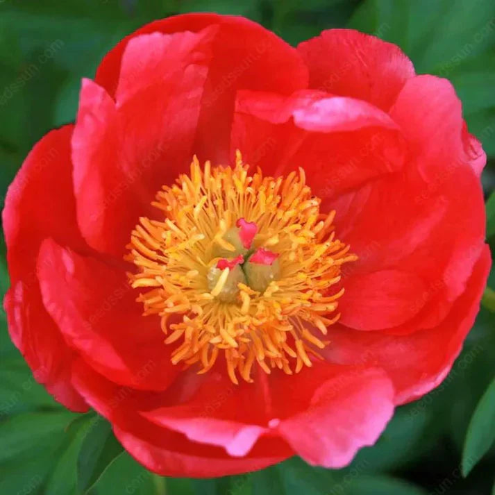 🌸 Double Climbing Peony Vine Hardy Perennial Garden Climber for Indoor & Outdoor Beauty
