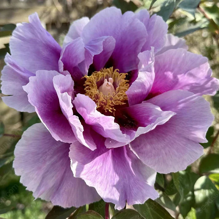 🌸 Double Climbing Peony Vine Hardy Perennial Garden Climber for Indoor & Outdoor Beauty
