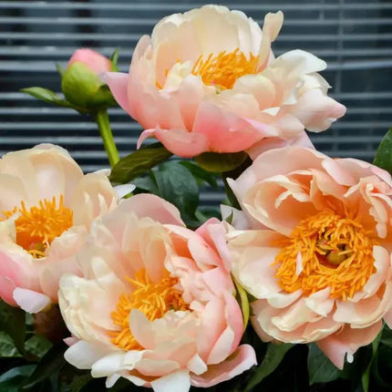 🌸 Double Climbing Peony Vine Hardy Perennial Garden Climber for Indoor & Outdoor Beauty