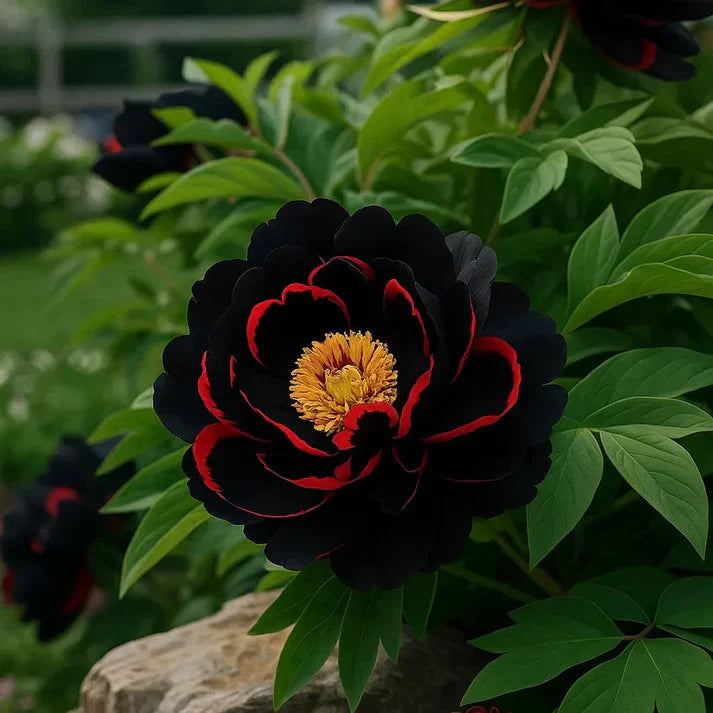 🌸 Double Climbing Peony Vine Hardy Perennial Garden Climber for Indoor & Outdoor Beauty