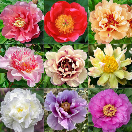 🌸 Double Climbing Peony Vine Hardy Perennial Garden Climber for Indoor & Outdoor Beauty
