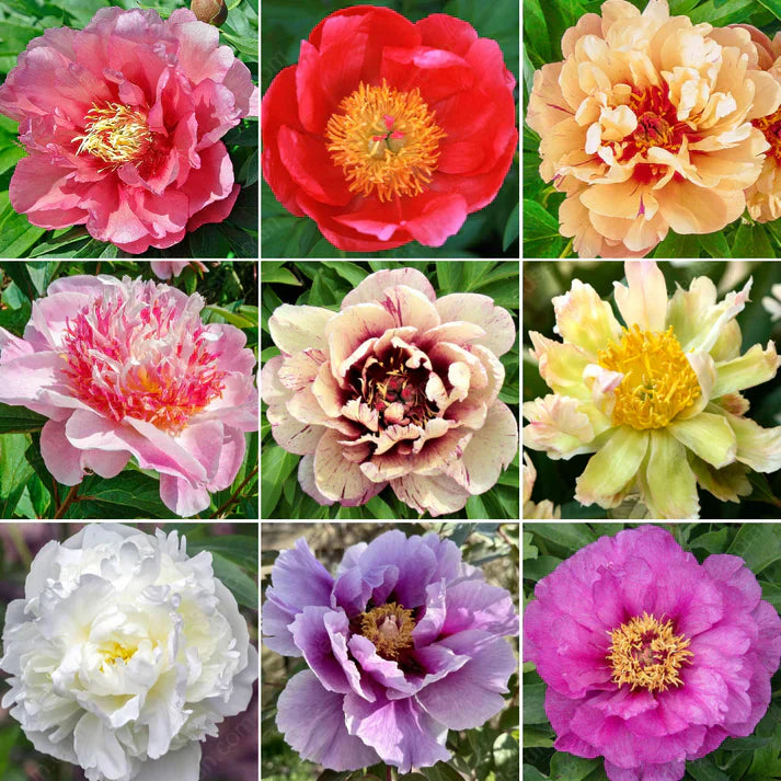 🌸 Double Climbing Peony Vine Hardy Perennial Garden Climber for Indoor & Outdoor Beauty