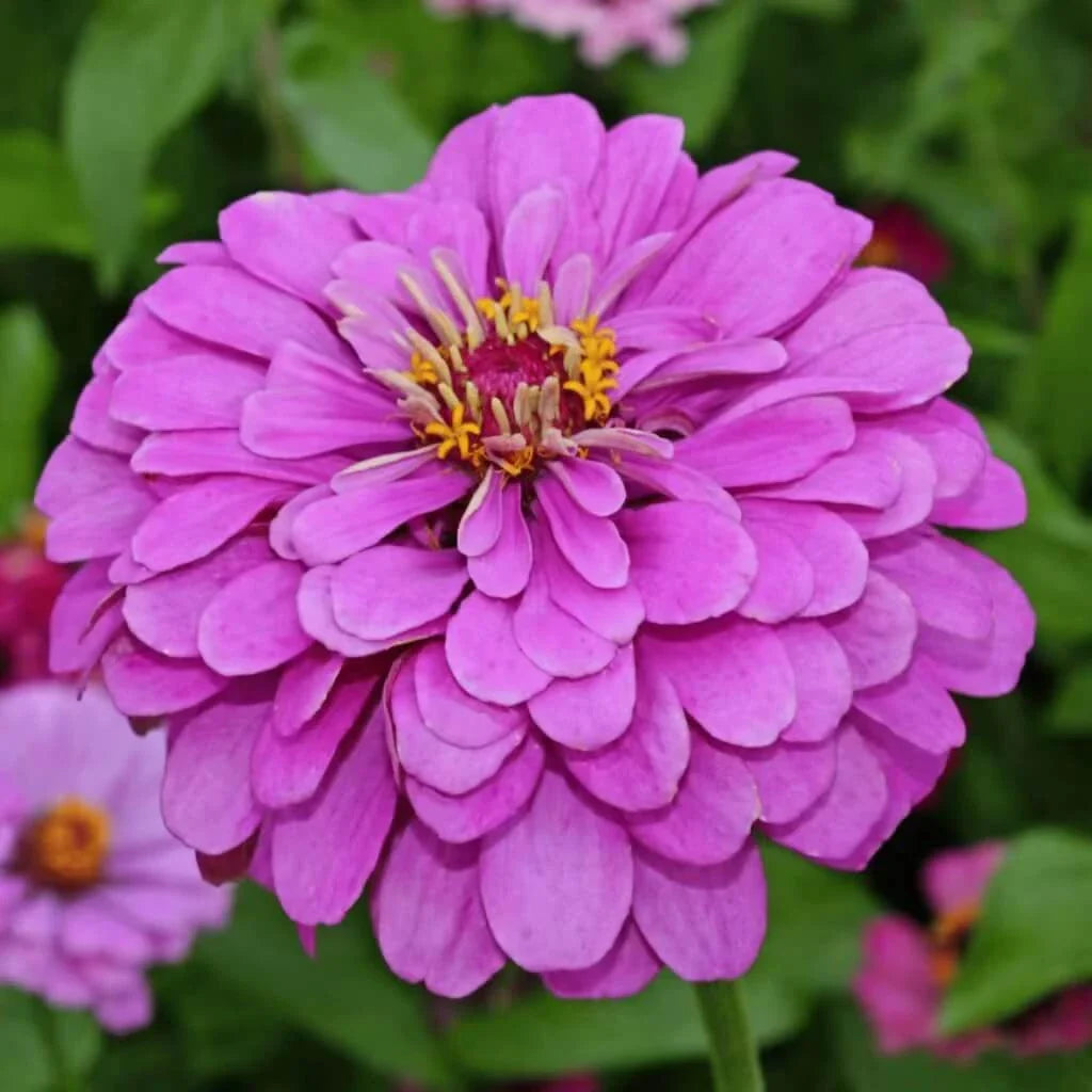 Lavender Zinnia Seeds — 50 Count 🌸