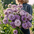 Lavender Zinnia Seeds — 50 Count 🌸