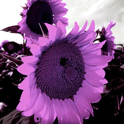 💜Rare purple sunflowers, stunning the entire garden at first glance.