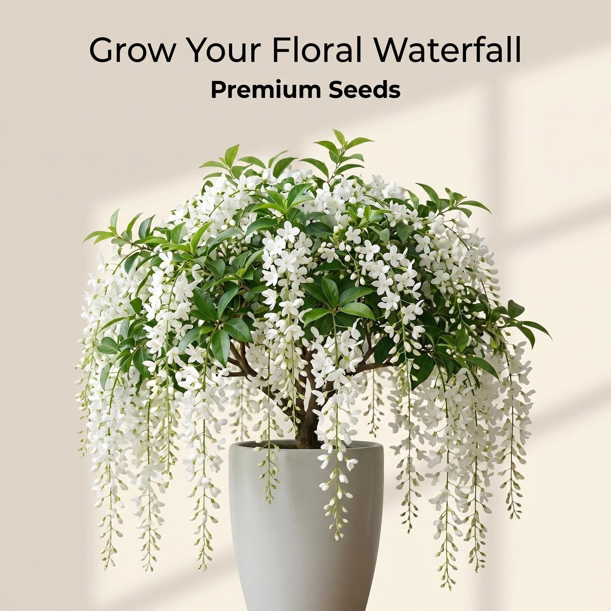 Cascading Snow Jasmine Seeds
