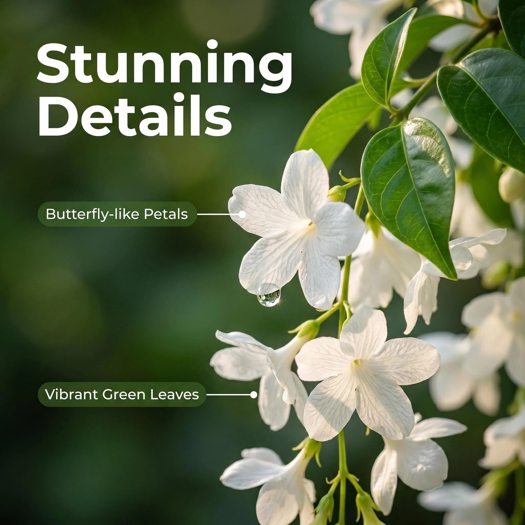 Cascading Snow Jasmine Seeds