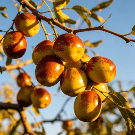 Sweet Red Date TreePlanting  seeds