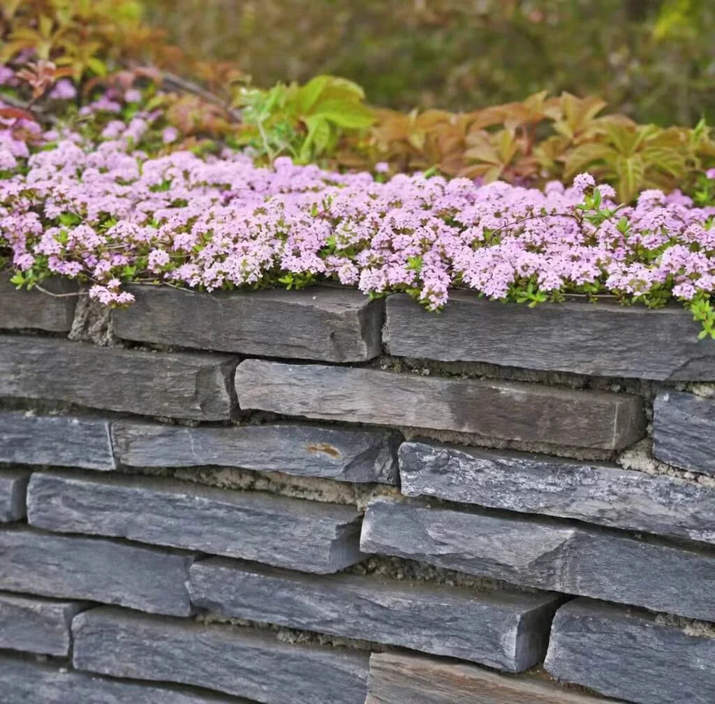 Creeping Thyme Seeds — 50 Count 🌿