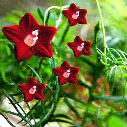🌟 Cypress Vine – Star Flowers on a Lacy Green Carpet!