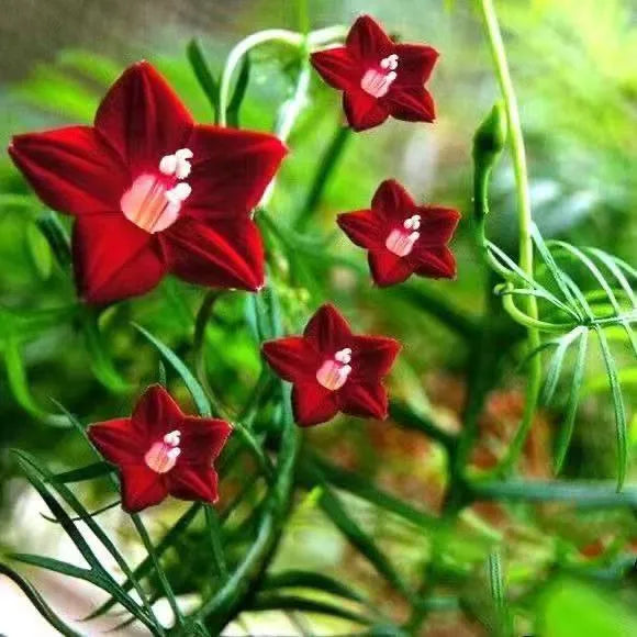 🌟 Cypress Vine – Star Flowers on a Lacy Green Carpet!
