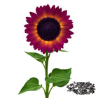 💜Rare purple sunflowers, stunning the entire garden at first glance.