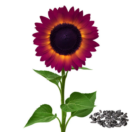 💜Rare purple sunflowers, stunning the entire garden at first glance.