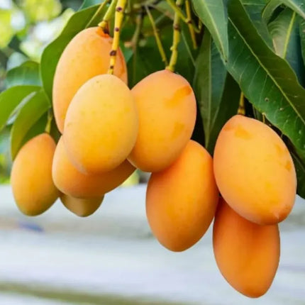 Extra-SweetSuperior Pink Mangofor seeds