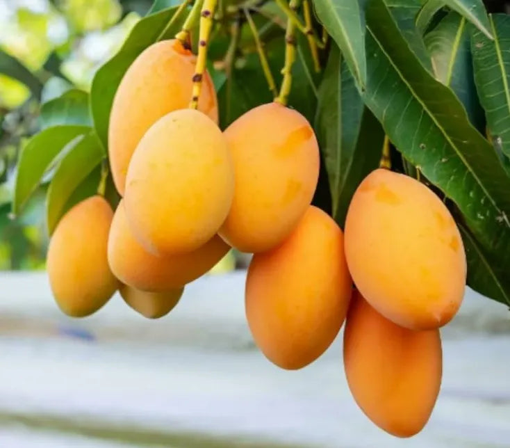 Extra-SweetSuperior Pink Mangofor seeds