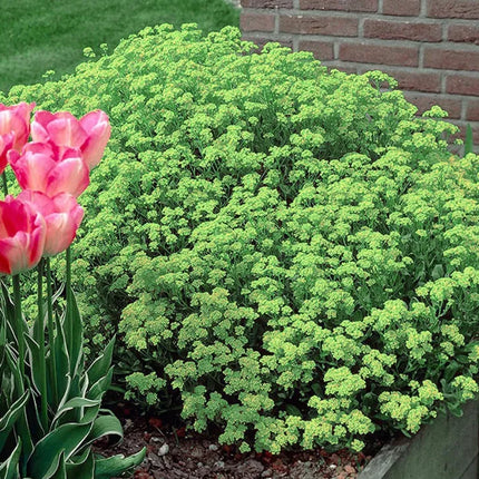 Creeping ThymeHomegrown Seeds Easy toPlant and Grow Non-GMOPerennial Flower PremiumSeeds